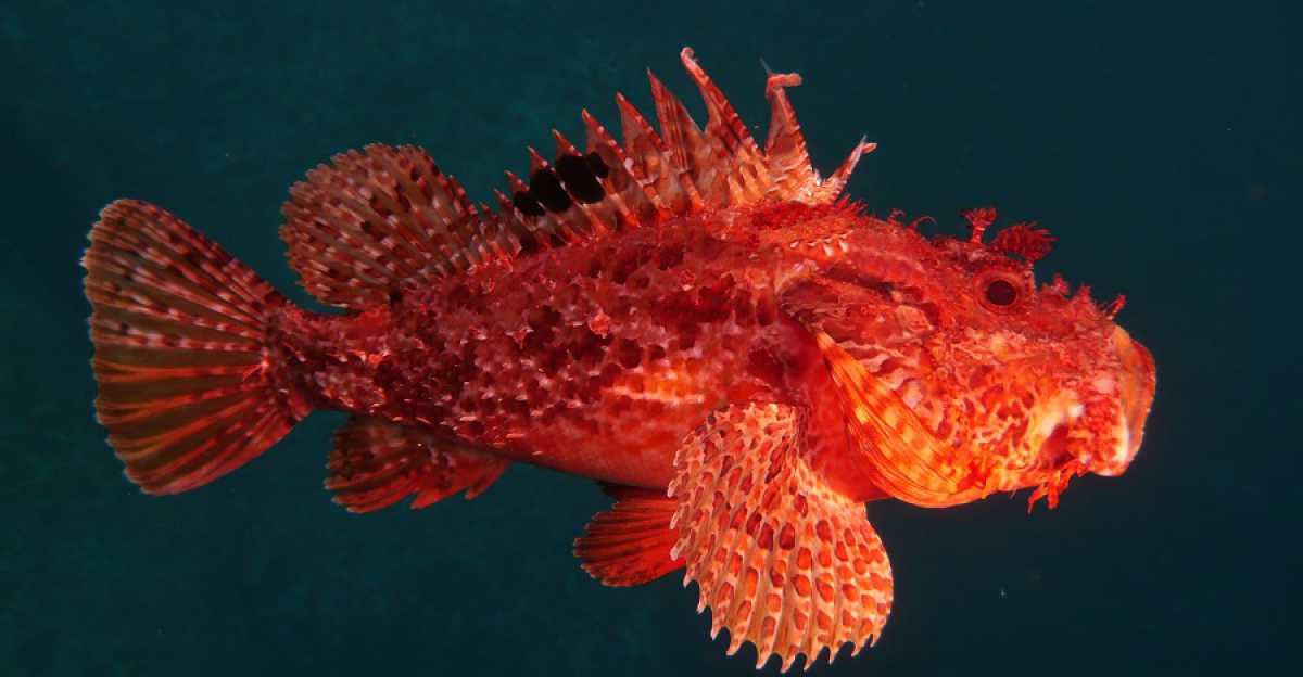 Pesca Allo Scorfano, Tecniche E Esche Migliori - Pesca Matta - Foto 10